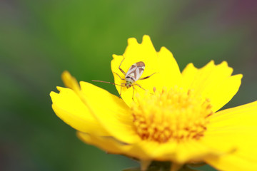 Miridae insect