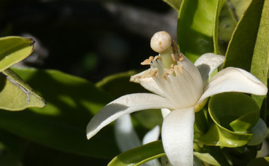 flor de naranjo