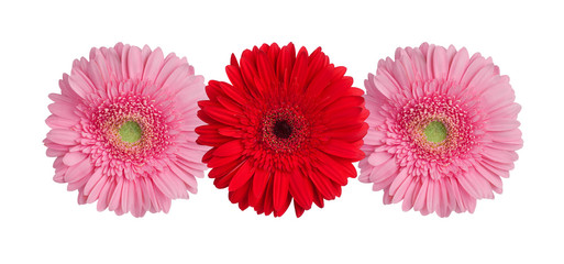 Three red and pink gerbera flowers on white background isolated close up, gerber flower pattern, greeting card decorative floral border, daisies holiday decoration, daisy head top view, design element