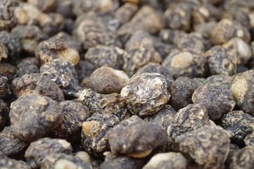 Close-up of wild maca