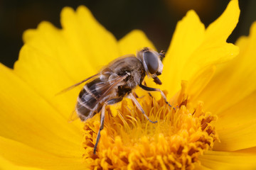 Syrphidae