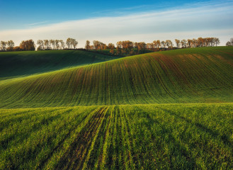 Obraz premium hilly field. picturesque hills of green field