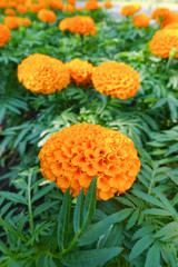 Fresh Marigold orange flower in garden