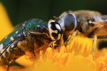 Scarabaeidae