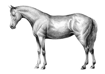 Obraz na płótnie Canvas Beautiful horse. Pencil portrait of a horse. Equine drawing.