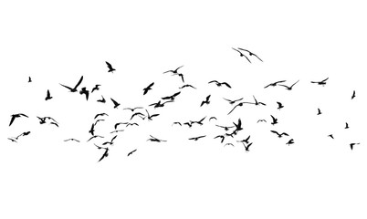 Flock of birds on a white background