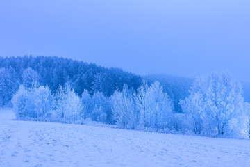 Fototapeta na wymiar Winter landscape. Winter nature scene. White trees covered snow and hoarfrost on snowy meadow