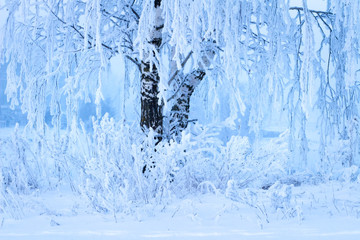 Winter scene. Snowy tree. Christmas background. Branches of tree covered snow and hoarfrost. Cold nature landscape