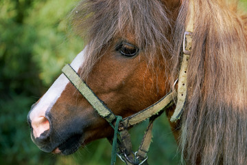 Portrait of an young beautiful pony colt on the green forest trees background in summer