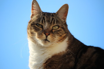 chat