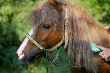 Horse head with girls hands combng its mane with a brush