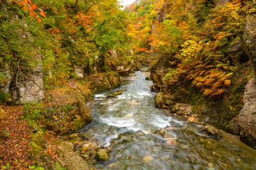 Natural stream flow passing the rock cliff with the beautiful colorful foliage of autumn season at Naruko Gorge, Miyagi Prefecture, Japan.