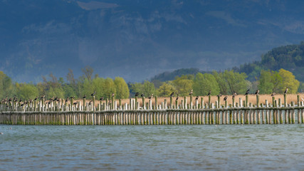 Bodensee lake in Germany, flock of birds sitting on wooden poles 