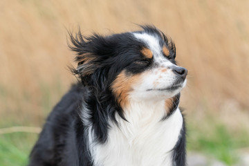 Fototapeta na wymiar Dog a Mini Australian Shepherd smelling the wind, dishevelled fur