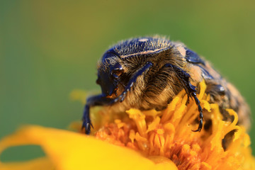 Scarabaeidae
