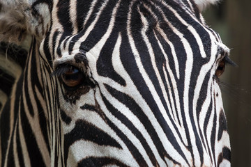 Fototapeta na wymiar Close up of an eye of a Zebra