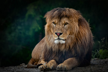 Naklejka na ściany i meble majestic male lion king resting 