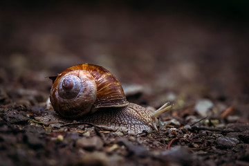 snail on a brown moss background