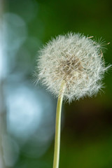 isolated fluffy dandelion pappus with dark background