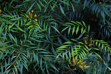Naklejka na ściany i meble Closeup background material photo of green vegetation planted in a dark garden