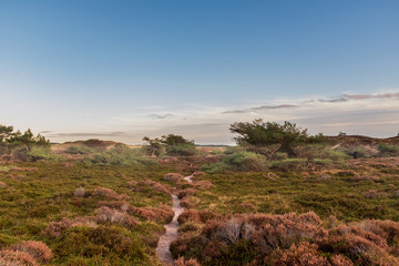 Narrow footpath through a heathland