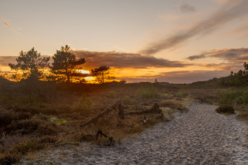Sandy path through dunes with setting sun behind a few trees