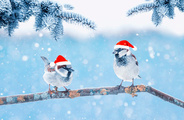 festive natural background with two little funny birds in elegant red Santa hats in the Christmas...