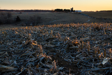 Cornfield on rural farm in evening sunlight