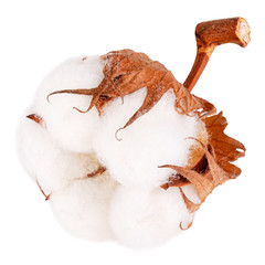 One cotton plant flower isolated on white background