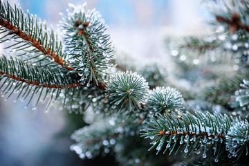 Pine branch in the snow