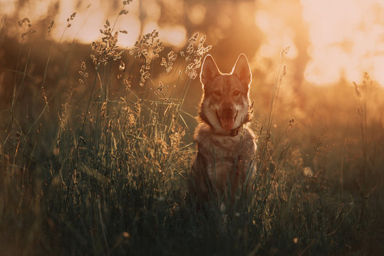 young wolfdog portrait in sunset in summer