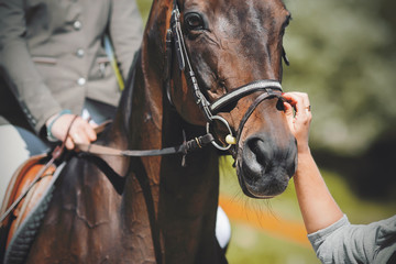 Fototapeta premium The hand of the girl with the ring on her hand adjusts the bridle of the Bay horse on the muzzle and gently strokes the cute animal, illuminated by the sunlight.
