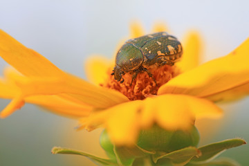 Scarabaeidae
