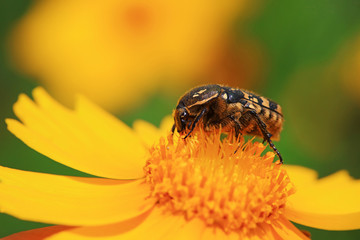 Scarabaeidae