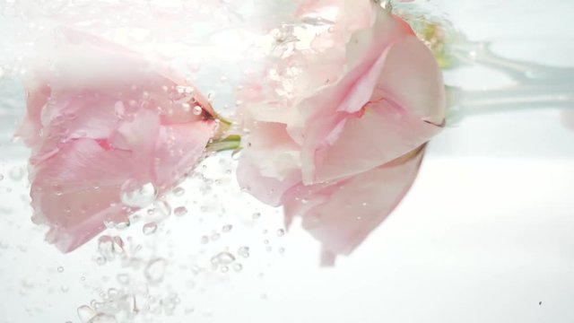 Fresh, tenderness and softness pink roses are under a stream of cool clear water, and air bubbles float from the eustomas. Flower fresh plant in purified liquid. Skin and body care. Spa procedure.