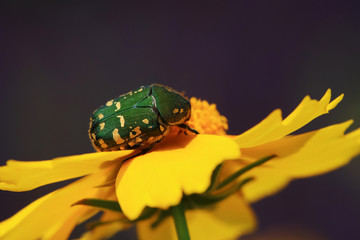 Scarabaeidae
