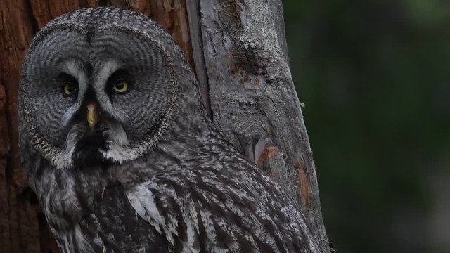The Ural owl. Close up. Bird in nature habitat. Adult owl sitting on tree in hole nest. Ural owl in the nest inside of a broken tree trunk. Scientific name: Strix uralensis.