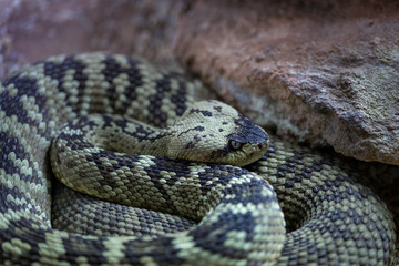 Black-tailed rattlesnake. Crotalus molossus is a venomous pit viper species.