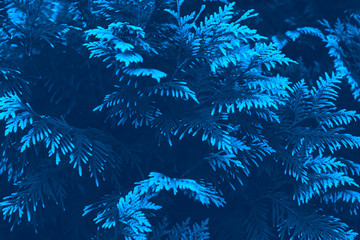 Blue leaves. Texture. Full frame. Beautiful background for your text.