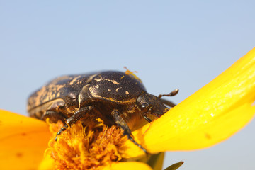 Scarabaeidae