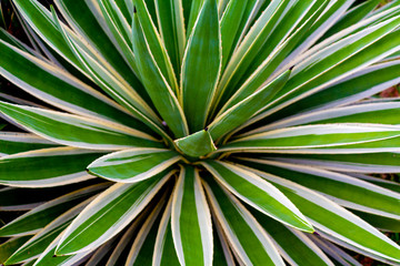 Fototapeta premium Aloe plant 