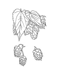 Vector Hop Plant Sketches Isolated on White Background, Outline Drawing, Beer Illustration.