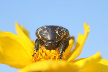 Scarabaeidae