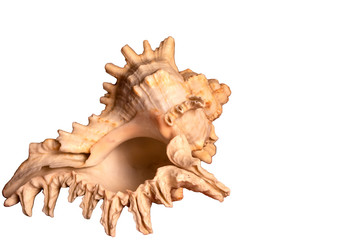 Seashell isolated on white background. Close up. Selective focus. Space for lettering or design.