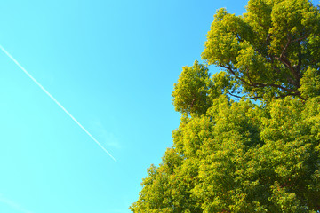 大きな木と飛行機雲と青空