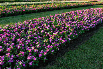field of pink flowers (cayenne jasmine) and walkway