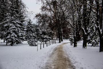 A snowy way. A road in the trees. Amazing winter. A snowy trees, footsteps in snow