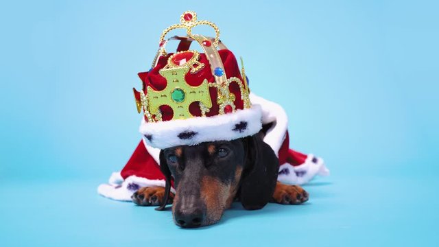 Pretty cute black and tan dachshund dressed in red and white royal costume with mantle and crown lays on blue background and looks around.