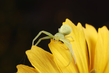 Crab spider