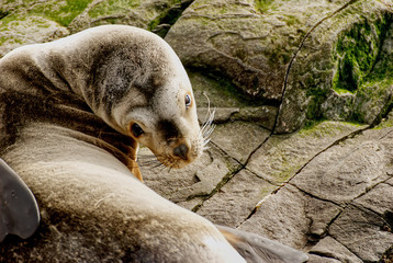 Obraz premium Sea lions on a rock in Ushuaia Argentina
